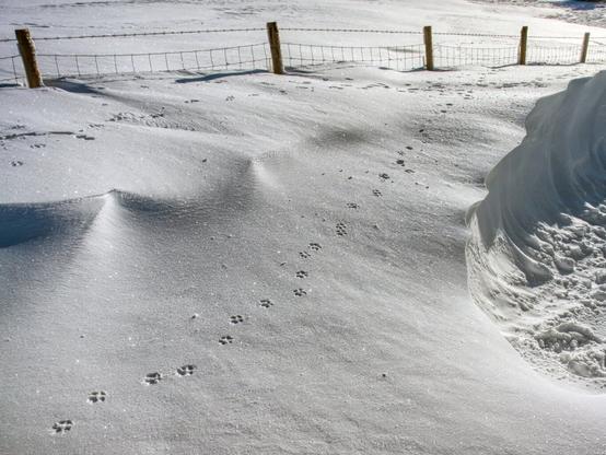 Paw prints on a snow drift