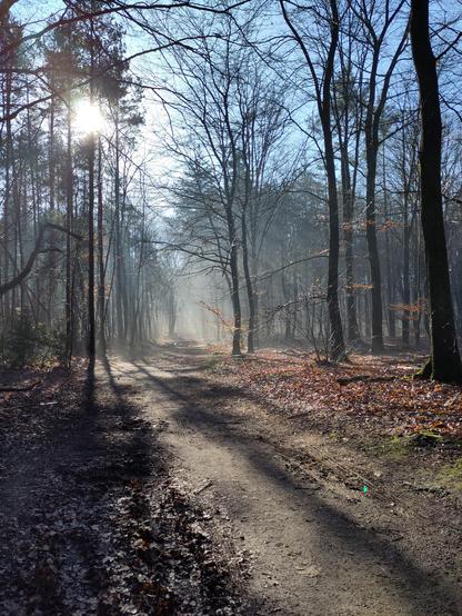 Diffuus licht tussen de bomen en takken van de bomen in het bos.
