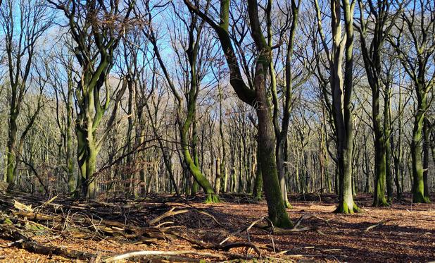Beuken van het speulderbos dansen. De rechte bomen zijn voor de productie gekapt, waardoor de bomen die krom zijn er nog staan. Daardoor lijkt het of het bos daar danst.