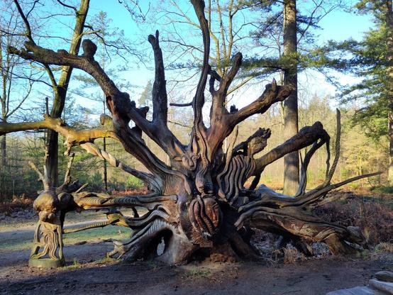 Wortels van een omgevallen boom zijn gehouwen tot een afbeelding van Medusa.