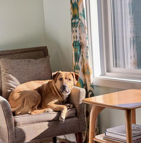 Too big a dog in too small armchair curled up in the sun
