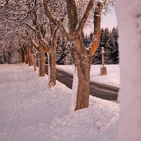 Eine Allee im verscheiten Schwarzwald