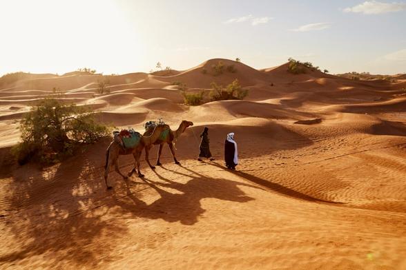 People walking with two camels on the desert