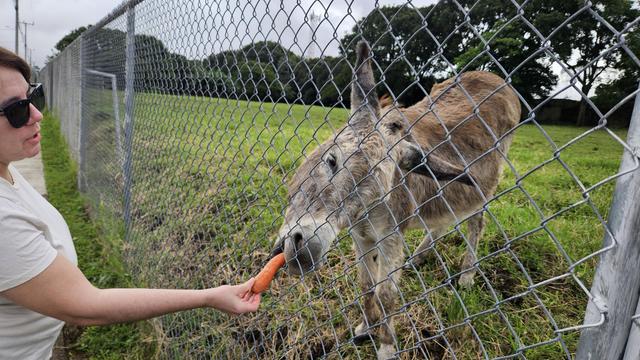 Burro comiendo una zanahoria que una mujer le da a través de una malla metálica
