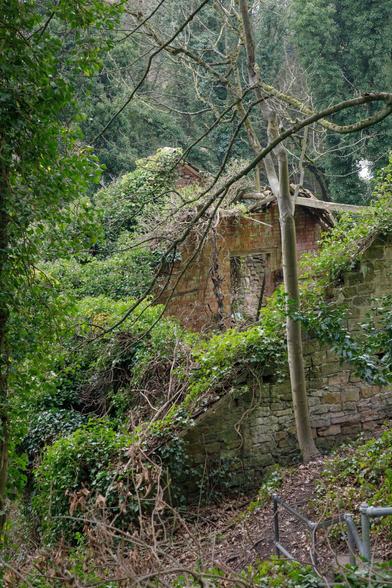 Walls of a derelict stone building with the fairly steeply pitched roof missing revealing bare brick wall interiors, all covered with dense ivy, surrounded by winter trees and other vegetation.