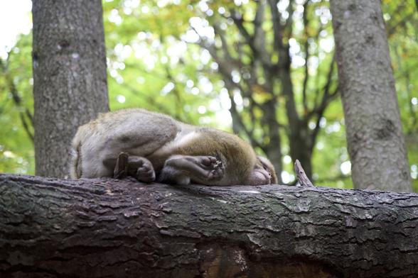 Ein Berberaffe liegt auf der Seite auf einem liegenden Baumstamm und schläft.
