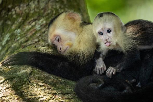 It's a photo of a very young Capuchin monkey in Costa Rica. He's looking at me showing his tongue like a bad little kid.