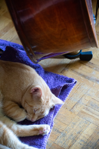A ginger cat sleeps on a purple towel under an upright bass.