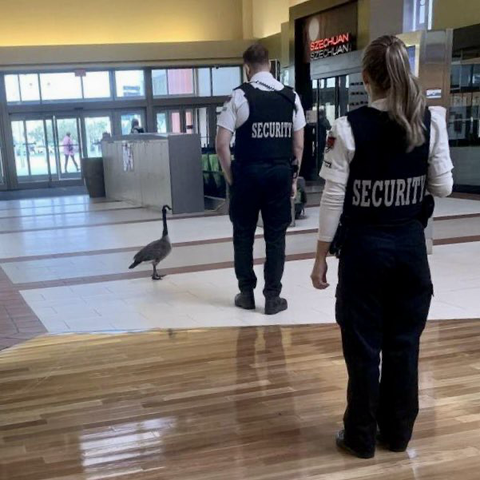 Two mall security guards face down a deadly Canada goose.