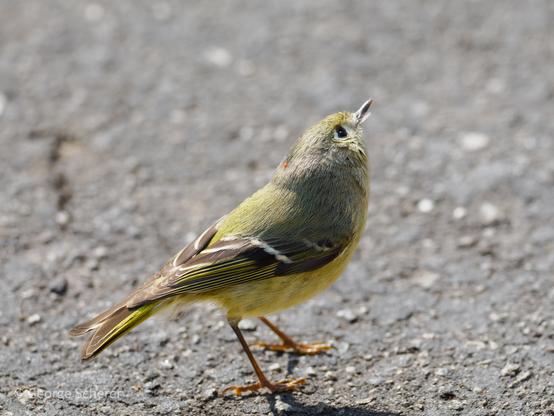 Close up of a ruby-crowned kinglet, an olive-green bird with a prominent white eyering and white wingbar.  The bird is seen from the side, facing to the right and looking up, standing on brown gray pebbled asphalt.  A hint of the crest is  visible on the back of the bird's neck.