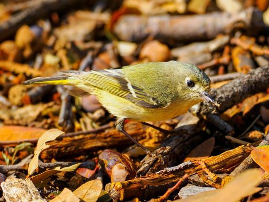 Close up of a ruby-crowned kinglet, an olive-green bird with a prominent white eyering and white wingbar.  The bird is seen from the side, facing to the right, standing on brown leaf litter.  The red crest is not visible.