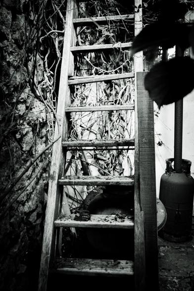 Wooden ladder next to an ivy-clad wall.