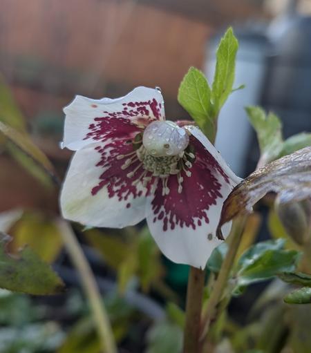 A white flowered Hellebore, the petals have purple centers which have white speckles