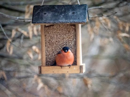 Gimpel, zur roten Fluffkugel aufgeblustert, sitzt an einem vollem Vogelfutterhaus.
