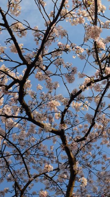 Blooming tree in the setting sun.