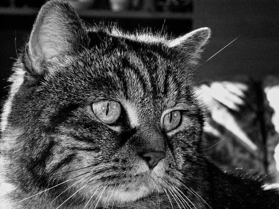 This is a black and white photograph of a tabby cat. The cat is sitting in a chair, and its body is turned to the left. The cat’s head is turned slightly to the right, and it is looking directly at the viewer. The cat has a round face, with large, expressive eyes. It has a small, pink nose and a long, white whiskers. The cat’s fur is short and dense, and it is a light gray color. The cat has a white bib and a white spot on its chest. The cat’s tail is long and thin, and it is curled around its body. The cat is sitting on a white, furry surface. The background is dark and blurry.

The overall tone of the image is one of quiet contemplation. The cat seems to be relaxed and at ease. The photograph is well-composed and visually appealing. It captures the beauty and grace of the cat.