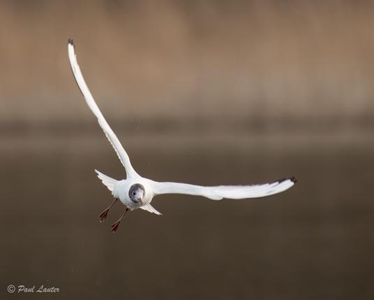 Black-headed gull flying towards camera