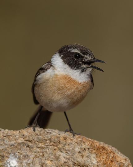 Vogel mit schwarzem Kopf und braunem bauch auf Stein