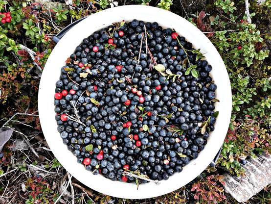 A white plastic bucket seen from directly above, full of dark blue bilberries, a few lingonberries, and some leaves of both.