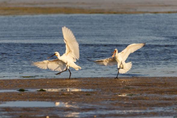 Two spoonbills at the shore of Texel beach, just about to land.