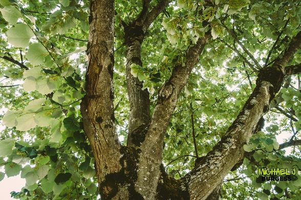 This is a close-up view from beneath a tree, showcasing its textured trunk and branches surrounded by lush, vibrant green leaves. Dappled sunlight filters through the foliage, creating a peaceful, natural canopy.