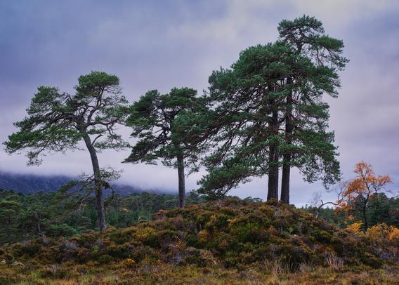 A stand of 4 Scots Pine trees on a heather-covered glacial till hillock