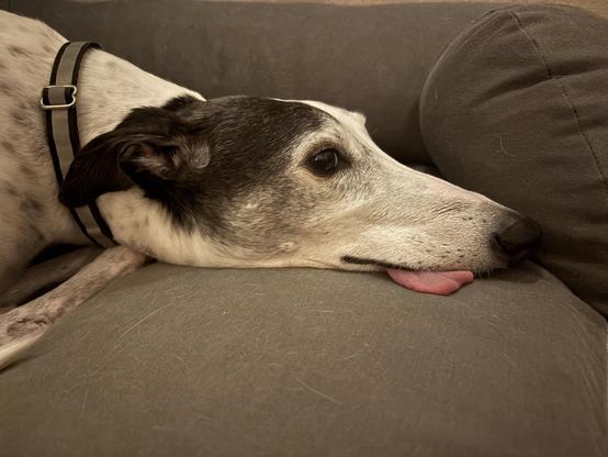 Photo of the head of a white greyhound dog with a fading black mask resting on a gray dog bed. Her tongue is hanging out to the side also resting on the dog bed. As the tongue has escaped, she encounters escaped tongue syndrome.