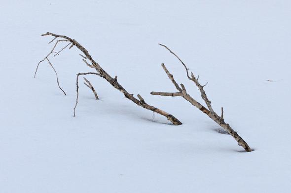 Three birch branches stick up out of a field of ice and snow.