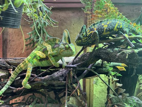Two chameleons sit atop a branch facing one another, so close their heads are nearly touching. The leftmost is a vivid green, while the one on the right is a deep blue.
