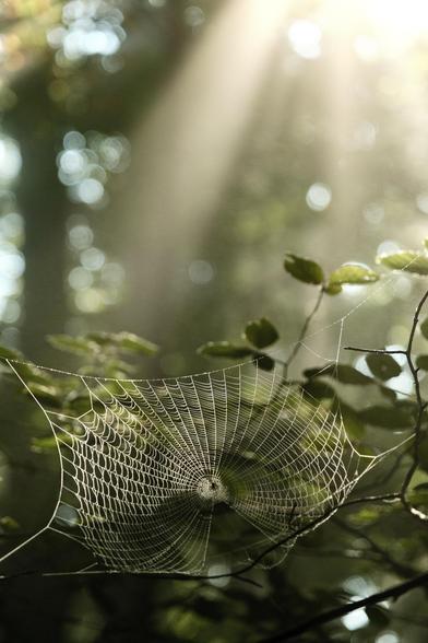 Spinnennetz mit Spinne im Wald. Lichteinfall von hinten. Schöne Lichtstimmung.