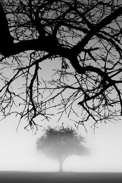 black and white photo. a tree standing alone in the fog. point of view is under the branches of another tree. the mighty branches frame the lonetree in the upper half of the picture. depending on your own mood, the perceived pictorial mood can be threatening or protective.