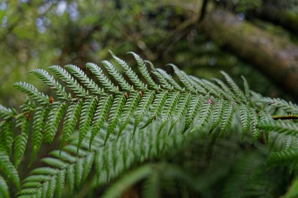 The image shows a close-up of a fern frond, dominating the frame. It's shot from a slightly low angle, emphasizing the intricate details of the fern's structure. The frond is a vibrant green, with subtle variations in shade suggesting texture and depth.  The background is a blur of greens and browns, hinting at a natural setting like a forest floor or garden.  The lighting is soft, highlighting the delicate, almost feathery, texture of the fern's leaves (pinnae).  There are visible sori (reproductive structures) on the underside of some pinnae, appearing as small brown dots.