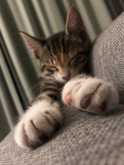 Little kitten sleeping on grey sofa and stretching his paws towards the camera. With green curtain on the background.