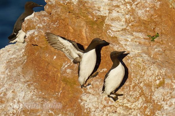 Drei Trottellummen stehen auf dem roten Fels von Helgoland. Eine schaut in Richtung einer grünen Pflanze, die zweite flattert dicht hinter ihr, die dritte steht unbeteiligt im Hintergrund.