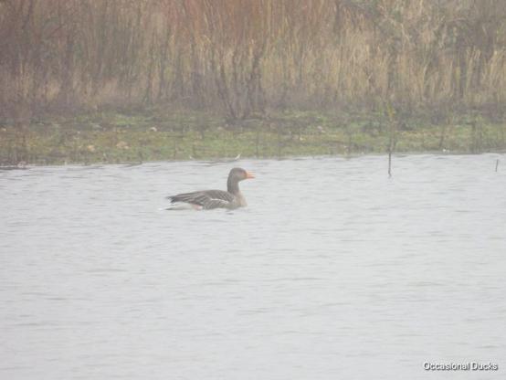 A hazy photograph of a grey goose with an orange bill swimming in front of a scrubby shoreline.