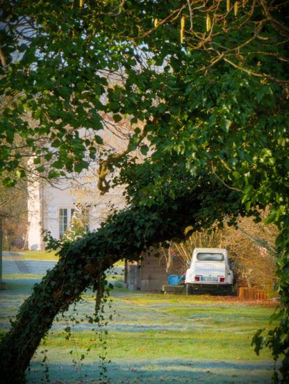 L'image montre une scène de jardin avec une branche d'arbre couverte de feuilles vertes et de lierre encadrant la vue. À l'arrière-plan, une voiture blanche, une deux chevaux  est garée sur une pelouse et une maison aux murs blancs est visible. Le cadre semble serein, l'herbe et le feuillage suggérant une lumière de début de matinée.