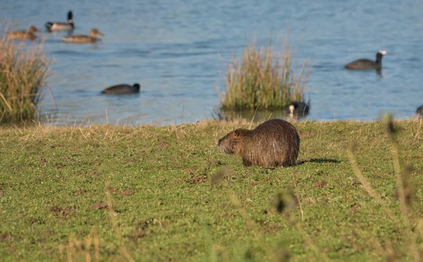 Un ragondin sur les berges douces d'un étang. En arrière-plan, des foulques sont en train de nager