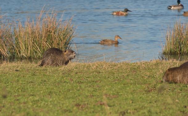 Deux ragondins, dont un qui mange de l'herbe, sur les berges d'un étang.