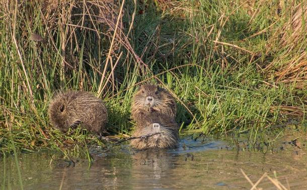 3 bébés ragondins qui pataugent en bordure d'étang et de roselière. Ils ont un air mignon et ronchon