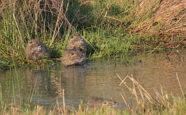 3 bébés ragondins près de l'eau d'un étang dans laquelle un quatrième rongeur est en train de nager
