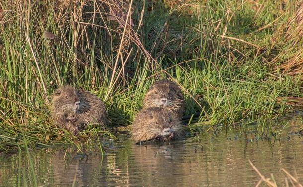 3 bébés ragondins en bord d'étang