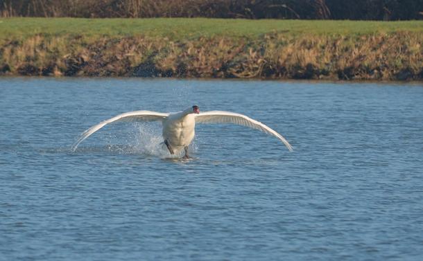 Un cygne tuberculé qui rase la surface d'un étang avec ses ailes dépliées et ses pattes qui marchent sur l'eau en faisant de grandes éclaboussures