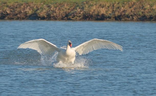 Un cygne qui atterrit sur un étang avec des ailes dépliées pour freiner