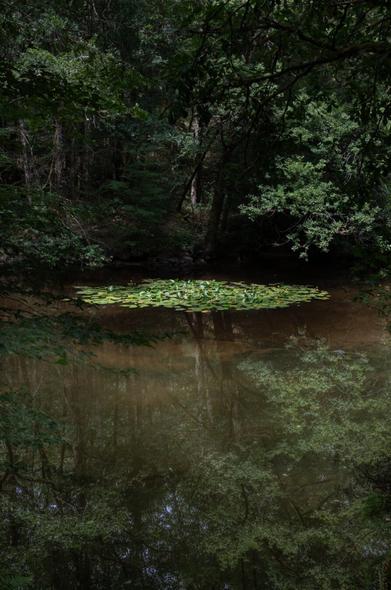 îlot de nénuphars sur une rivière dans un écrin de verdure