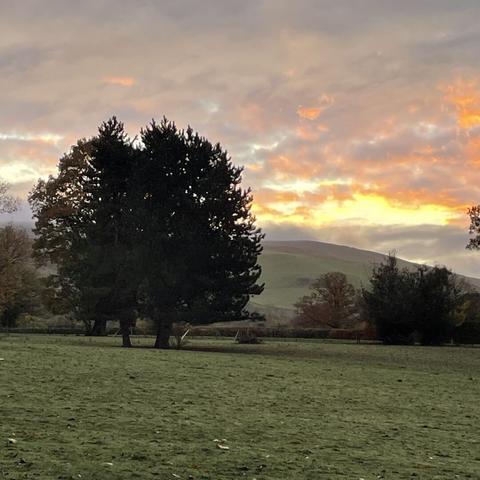 grassy field in foreground the a bare chestnut tree, and sunrise behind the hill