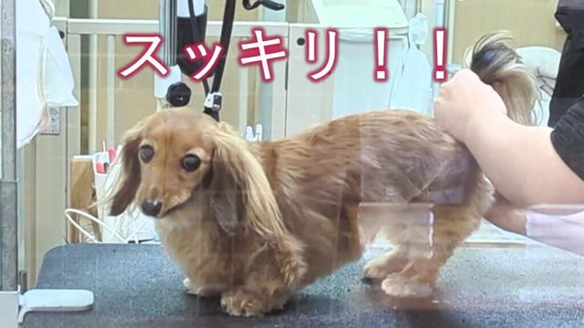 【女子力向上】メンテナンスに勤しむマダムの一日【カニンヘンダックスえびすの日常】
