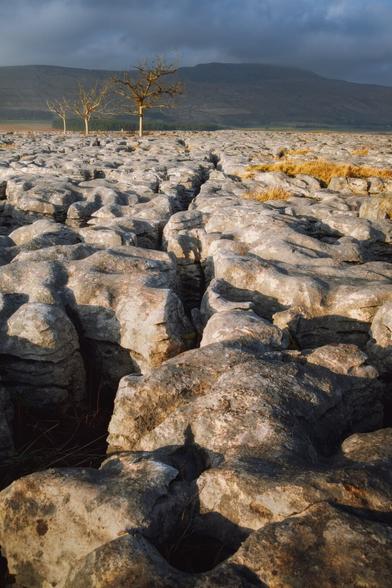 Rugged terrain on Southerscales Scar, characterised by a vast expanse of limestone pavement, its surface marked by deep crevices and rugged formations. In the foreground, the weathered stones are interspersed with patches of earth and sparse grass. A trio of leafless trees stands prominently in the middle ground, their gnarled branches reaching towards the sky. In the distance, Whernside mountain rises majestically, shrouded in a veil of clouds, under a dramatic sky that hints at changing weather. The interplay of light and shadow adds depth to the scene, enhancing the stark beauty of this natural landscape.