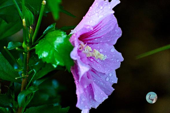 Water droplets on a flower.
The Hibiscus syriacus is often referred to as the Rose of Sharon of Biblical fame, but is not native to the Levant; rather, it is from East Asia, and is the national flower of South Korea.

#HibiscusSyriacus #RoseOfSharon #HibiscusFlower
#Bloomscrolling
#FlowersOfPixelfed #FlowersOfMastodon
#Photography