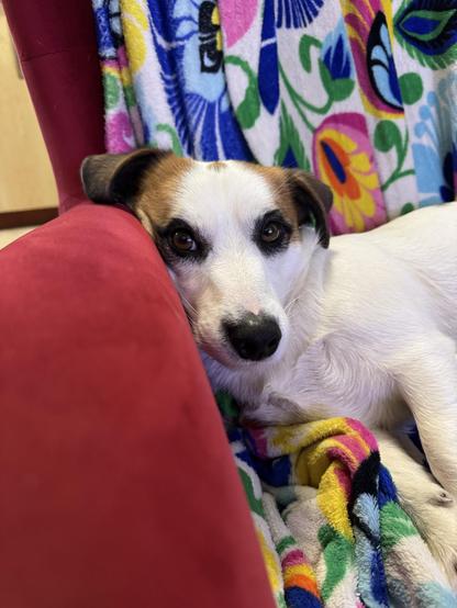Dog lying on an armchair