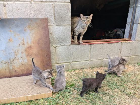 a litter of tabby kittens in sort of a semi-circle around the crawlspace door, mama cat perching pretty on the frame